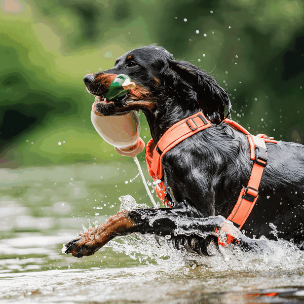 Y-Geschirr für Hunde <tc>Sprenger</tc> 2.0