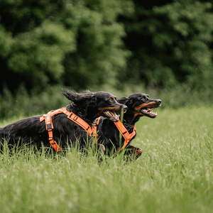 Imbracatura a Y per cane Sprenger 2.0