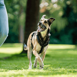 Imbracatura a Y per cane Sprenger 2.0