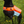 Gilet de sauvetage pour chien Sprenger orange-bleu