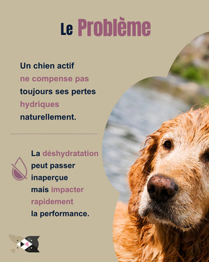 Hydra Sport PRO TEAM – Pastiglie Idratanti per Cani Sportivi