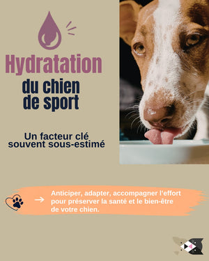 Hydra Sport PRO TEAM – Pastiglie Idratanti per Cani Sportivi
