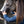 Tondeuse Wahl Eclipse en situation