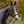 Confidence Passier bridle German noseband