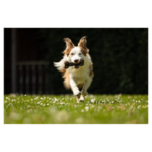 Jucărie pentru câine BR Bone