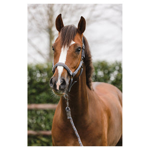 Licol et longe Anky Stones Gris | Sellerie Bucéphale