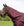 Couvre-cou Amigo® 1200D 0g Horseware