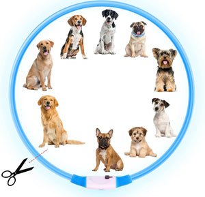 Collier lumineux LED bleu découpable, adapté aux petits comme aux grands chiens