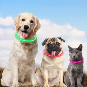 Colliers lumineux LED portés par des chiens et un chat
