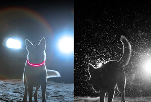 Chien visible de nuit grâce au collier lumineux LED rose