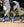 Woof Wear – Guêtres Sports Medicine Air-Tech Premier Equine Royal Blue 2 | Sellerie Bucéphale