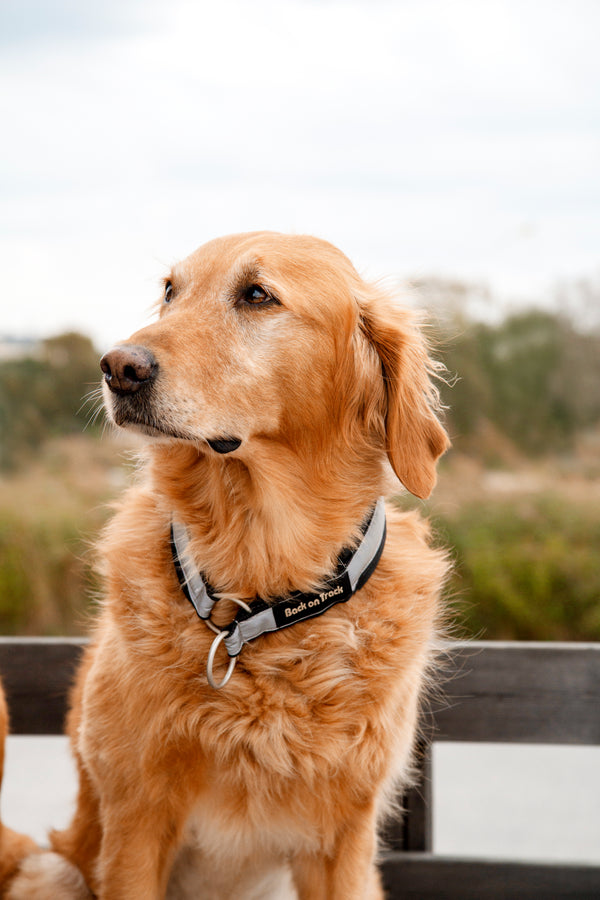 Collier pour chien Molly Back on Track