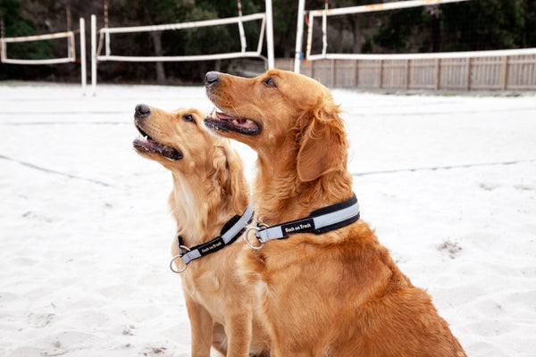 Collier pour chien Molly Back on Track