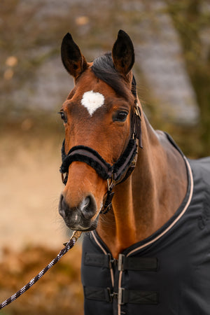 CAVALJERO Cafe-noir - Cavallo