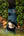 CAVALJODI Dark-peacock - Cavallo