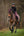 CAVALRITA Dusty-plum - Cavallo