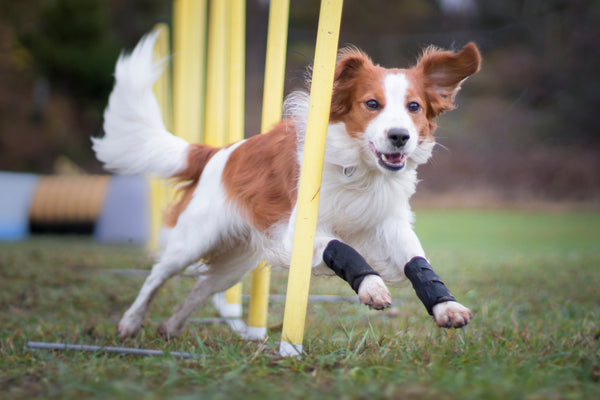 Protection souple pour chien Back on Track