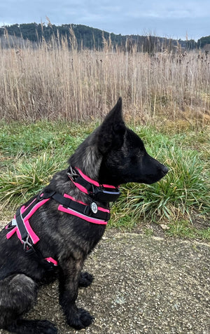 Y alakú hám kutyának Sprenger 2.0