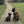 Collare per Cane Sprenger