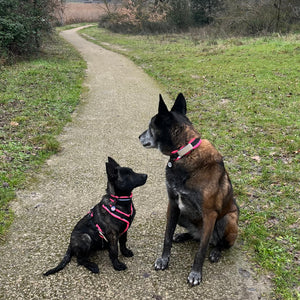 Collare per Cane Sprenger
