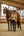 Kurze Damenjacke CAVALRAVEN – Cavallo