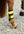 Woof Wear – Guêtres Club Woof Wear Hi Vis Yellow 2 | Sellerie Bucéphale