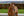 Bridon TRUST Hickstead pour hackamore