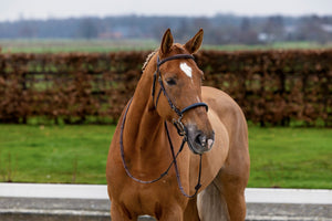 Bridon TRUST Hickstead pour hackamore