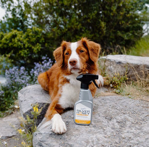 Absorbine – Spray Absorbine Silver Honey    | Sellerie Bucéphale