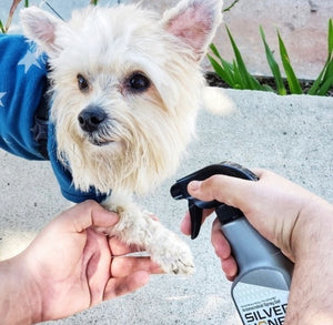 Absorbine – Spray Absorbine Silver Honey    | Sellerie Bucéphale