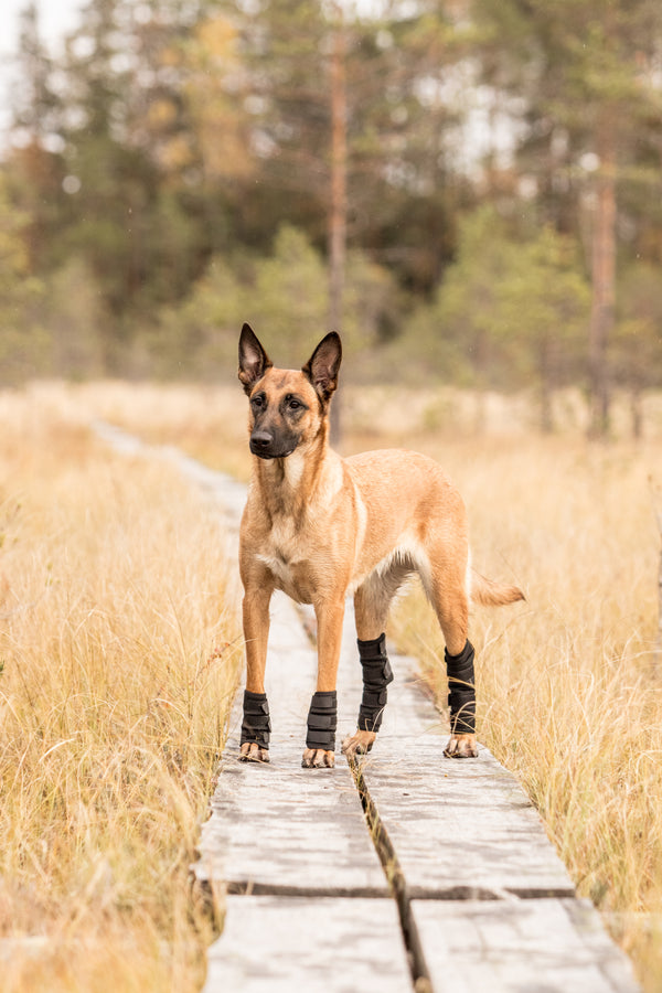 Protection souple pour chien Back on Track