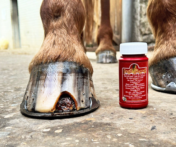Kevin Bacon's – KEVIN BACON’S Hoof Solution    | Sellerie Bucéphale