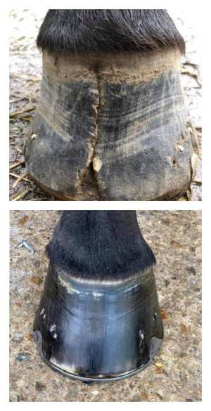 KEVIN BACON’S Hoefformule