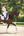 Charm Competition Wear Dressage Pad