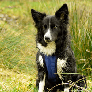 Harnais pour chien Cool on Track