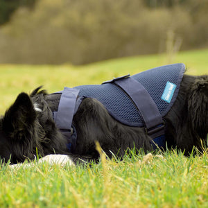 Harnais pour chien Cool on Track