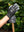 Gants de travail LeMieux - Noir - mise en situation