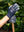 Gants de travail LeMieux - Bleu marine - mise en situation