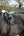 Tapis de CSO LeMieux EuroJump Suédine Merino+ - Noir/Naturel - lifestyle