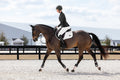 Image for Sacou de concurs LeMieux Jessica Mesh