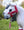 Longe et Licol de Noël Toy Pony LeMieux
