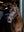 Bridon de Dressage Arika LeMieux - noir argent - mise en situation