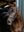 Bridon de Dressage Arika LeMieux - noir argent - mise en situation