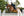 Tapis de CSO LeMieux Brilliance - bleu marine - mise en situation