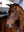 Bridon de Travail Grackle Kudos LeMieux - marron - mise en situation