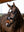 Bridon de Dressage Anatomique Kudos LeMieux - noir - mise en situation