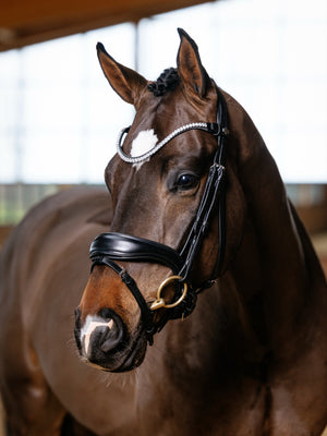 Bridon de Dressage Anatomique Kudos LeMieux - noir - mise en situation