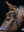 Bridon de Dressage Anatomique Kudos LeMieux - marron - mise en situation
