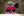 Couverture Toy Pony LeMieux Saison