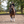 Mors de bride Bemelmans Sprenger Sensogan 14 mm branches 7 cm — 115 mm poney